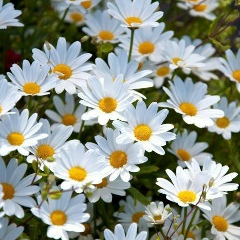 Полина Приймаченко, 11.12.1985, Киев