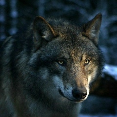 Игорь Волков, 12.06.1993