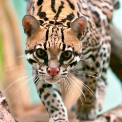 Аблай Касенов, 26.06.1993, Астана