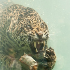 Михаил Колбасин, Новосибирск