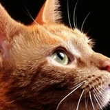 Мария Соколовская, 19.04, Санкт-Петербург