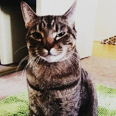 Даня Лис, 12.08.1996, Суворов