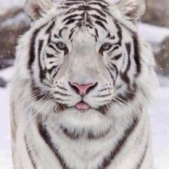 Мариф Мамедов, 05.02.1975