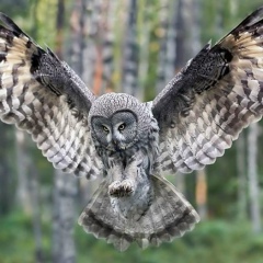 Роберт Мусин, 28.05.1983