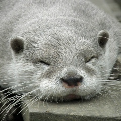 Сергей Шкоропад, 15.03.1979, Санкт-Петербург