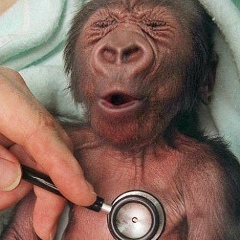 Денис Лазарь, Bonn