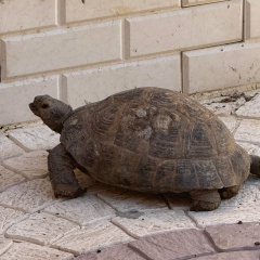 Джавад Хан, Mazar-i-Sharif