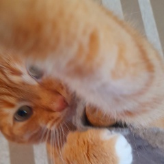 Галина Николаевна, Санкт-Петербург