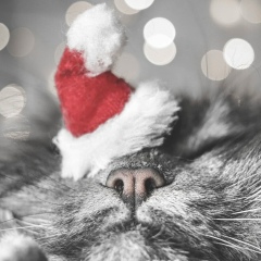 Сандер Коршунов, 24.12