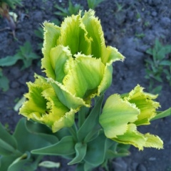 Евгения Березан, 10.11.1984, Киев