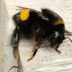 Галина Александровна, 16.12, Липецк