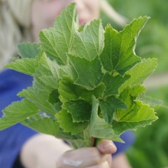 Irina Qzq, 16.11, Москва