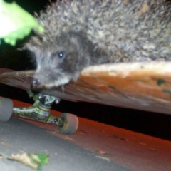 Александр Таран-Баргамон, 07.08.1990