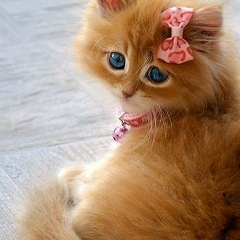 Елена Мигоян, 02.06