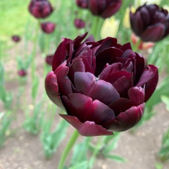 Ольга Ким, 18.06.1987, Южно-Сахалинск