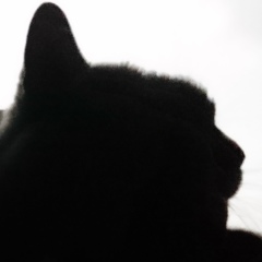 Елена Кошкина