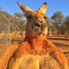 Айдос Т., 16.06, Шымкент