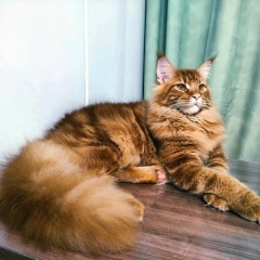 Светлана Евстешина, 15.08, Киров