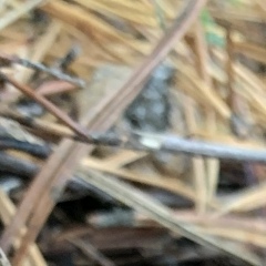 Артем Кимаев, 25.12, Москва