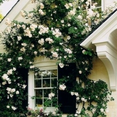 Асель Жумабаева, 03.12, London