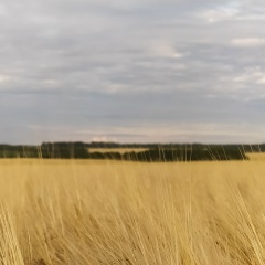 Ренат Овсянников, Москва