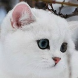 Наталя Ермакова