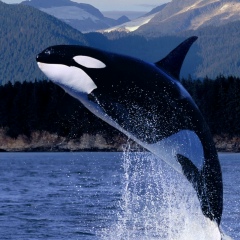 Bulkin Romantic, 04.02.1989, Казань