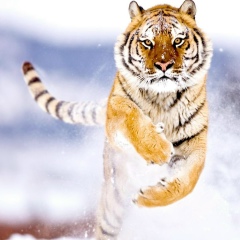 Дмитрий Сушин, Пермь