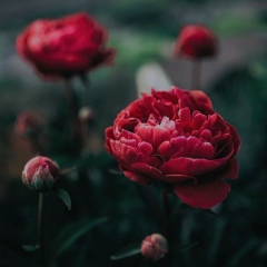 Самира Алиева, 20.04, Грозный