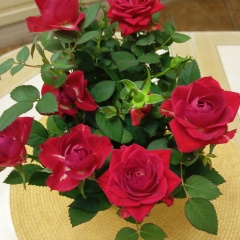 Вероника Асафьева, 04.01.1982, Великий Новгород