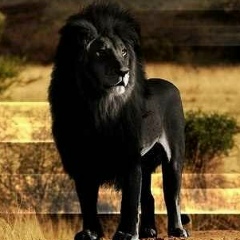 Elgun Samedov, 20.08, Miami Beach