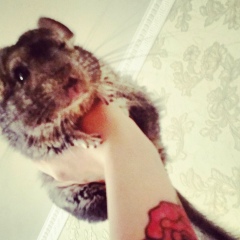 Хавашка Ганаева, 08.04, Грозный