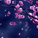 落花 流水, 01.01.1980