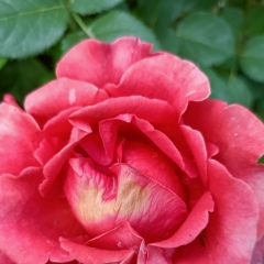 Татьяна Стрелец