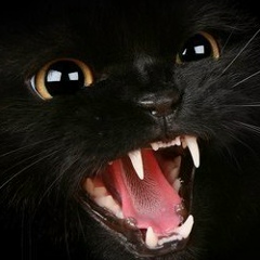 Дмитрий Ляховецкий