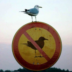 Евгений Ростовский, Санкт-Петербург