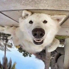 Rodica Chistol, 01.03.1993, Кишинев