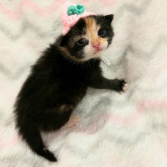 Тульпа Крематорий, 12.08