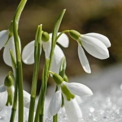 Ольга Семейшева, 16.07
