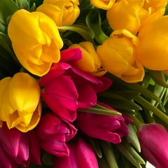 Юлия Максимова, Архангельск