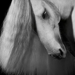 Ботакөз Қалыбаева, Алматы