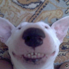 Владислав Ковалевич, 01.12.1987, Братск