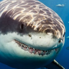 Дмитрий Савченко, 08.05.1981, Кемерово