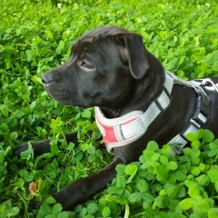 Надежда Косенкова, Самара