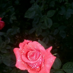 Ирада Гусейнова, 06.12.1994, Баку