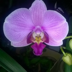 Юлия Осинская, 20.05, Липецк