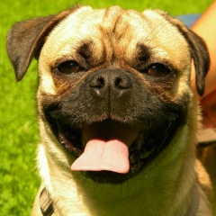 Romawka Bob, 14.10, Львов