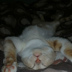 Евгений Скоробагатько, 03.02, Сновск / Щорс