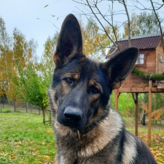 Эльвира З, 10.11, Брянск