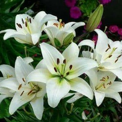 May Nann, 05.07.1990